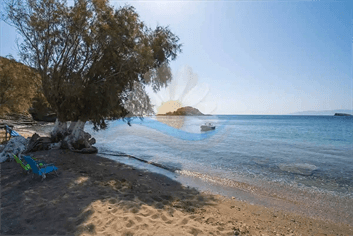 Αρκετά τα αλμυρίκια που προσφέρουν φυσική προστασία απο τον καλοκαιρινό ήλιο θα συναντήσει κανείς στην πανέμορφη παραλία Καλό Λιβάδι της Κύθνου.